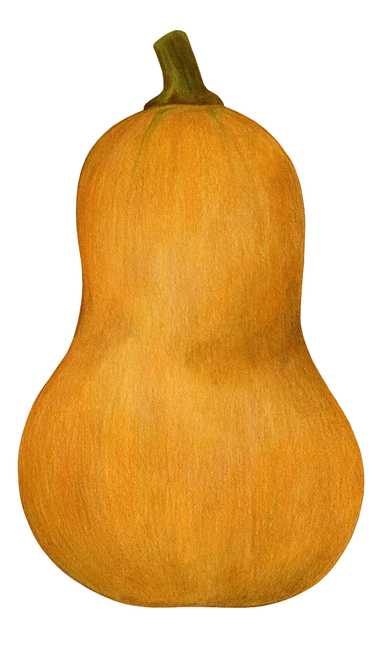 Butternut Squash