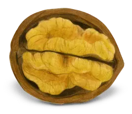 Walnut Shelled